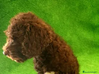 Perro de Agua Español perros Perro Aguas Español - Anuncio 2