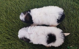 Raza Mixta perros en venta: Espectacular Cachorra malvi - Imagen 15