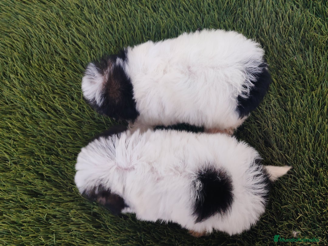 Raza Mixta perros en venta: Espectacular Cachorra malvi - Imagen 15