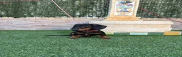 Teckel Miniatura perros en venta: Disponible teckel negro y fuego  - Anuncio 2