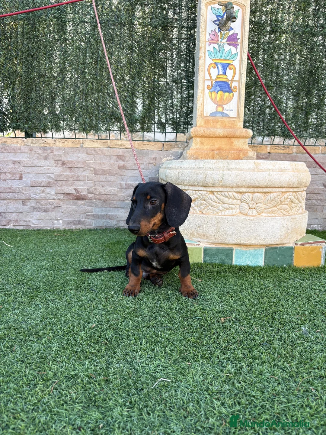 Teckel Miniatura perros en venta: Disponible teckel negro y fuego  - Anuncio 2