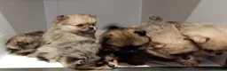 Pomerania perros en venta: Pomerania - Anuncio 4