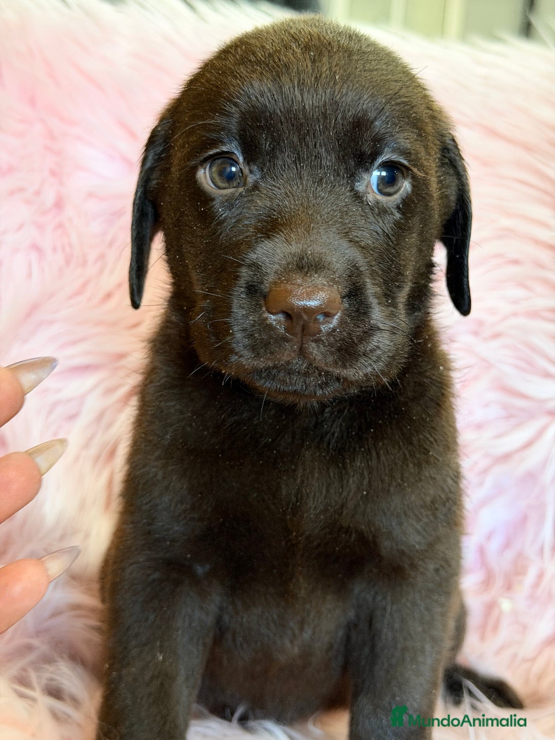 Labrador Retriever perros en venta: Labrador chocolate hembra  - Anuncio 7