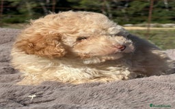 Maltipoo perros en venta: Maltipoo f2  - Imagen 8