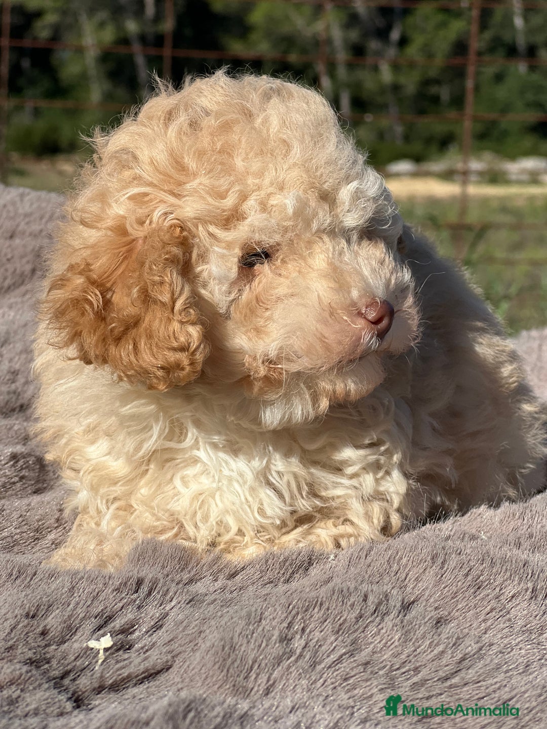 Maltipoo perros en venta: Maltipoo f2  - Imagen 8