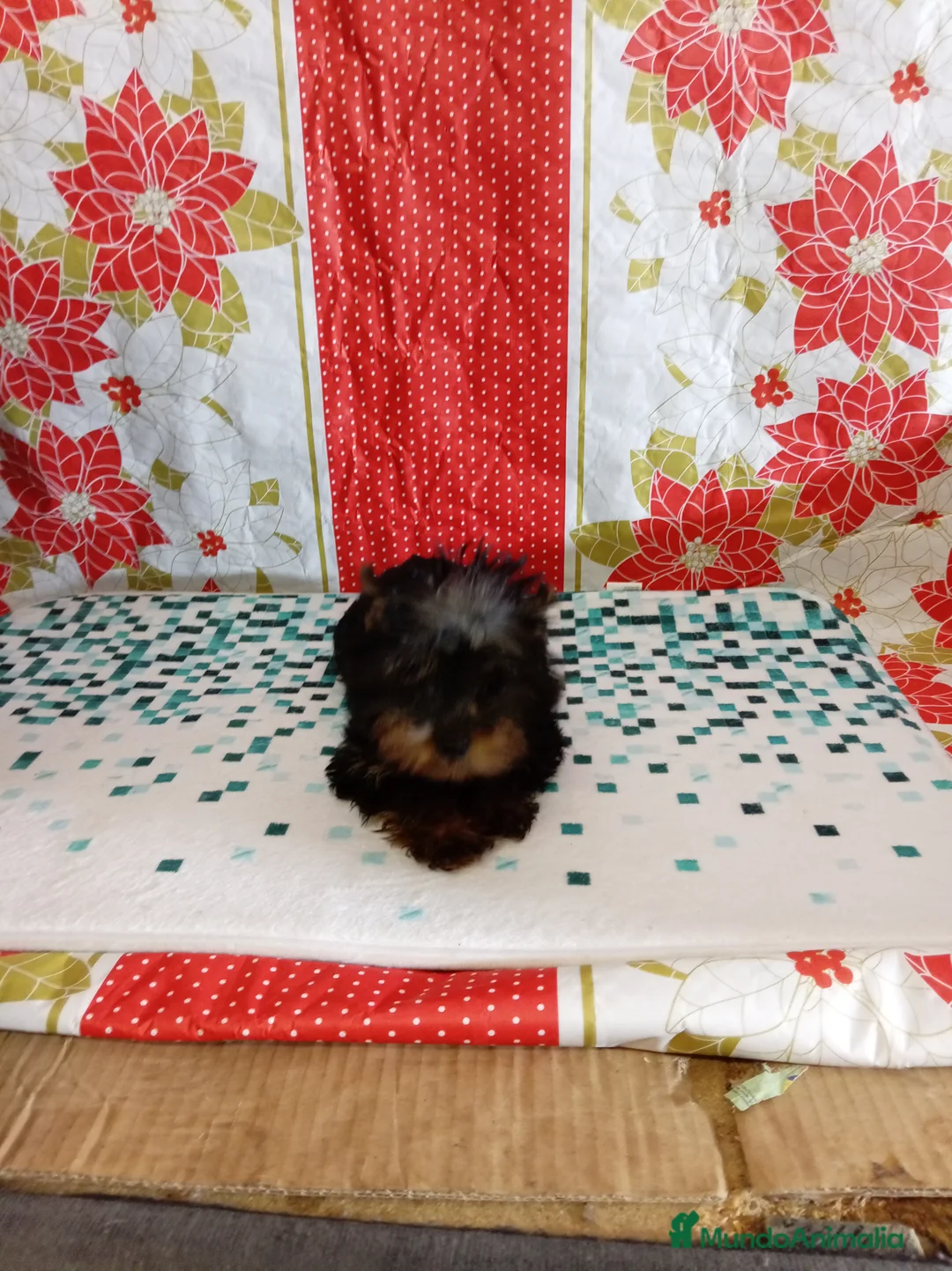 Yorkshire Terrier perros en venta: Yorshire toy  - Anuncio 7