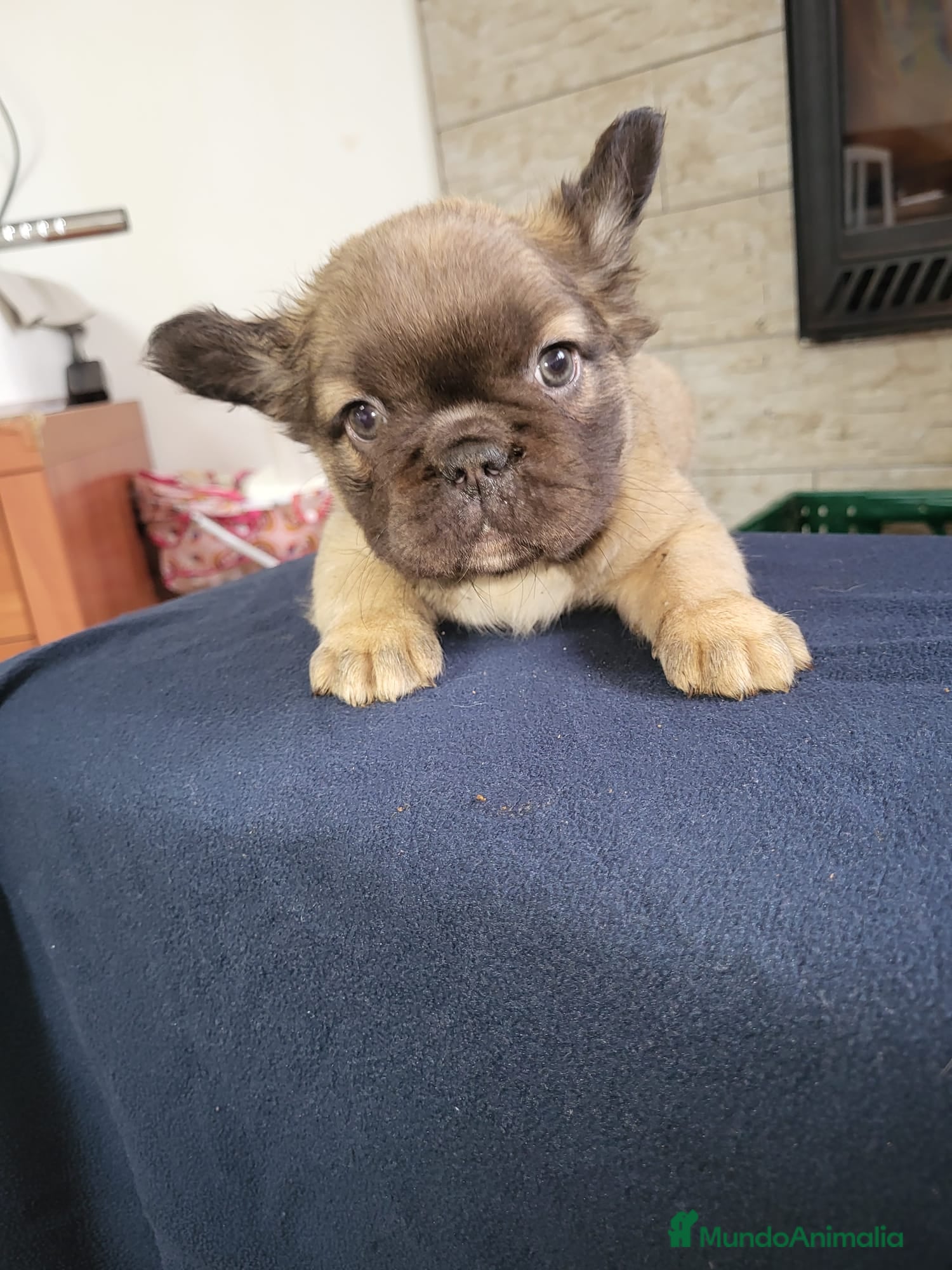 Bulldog Francés perros Bulldog Frances Fluffy macho y hembras  - Anuncio 1