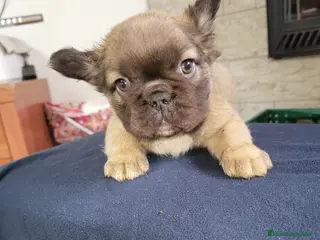 Bulldog Francés perros Bulldog Frances Fluffy macho y hembras - Anuncio 3