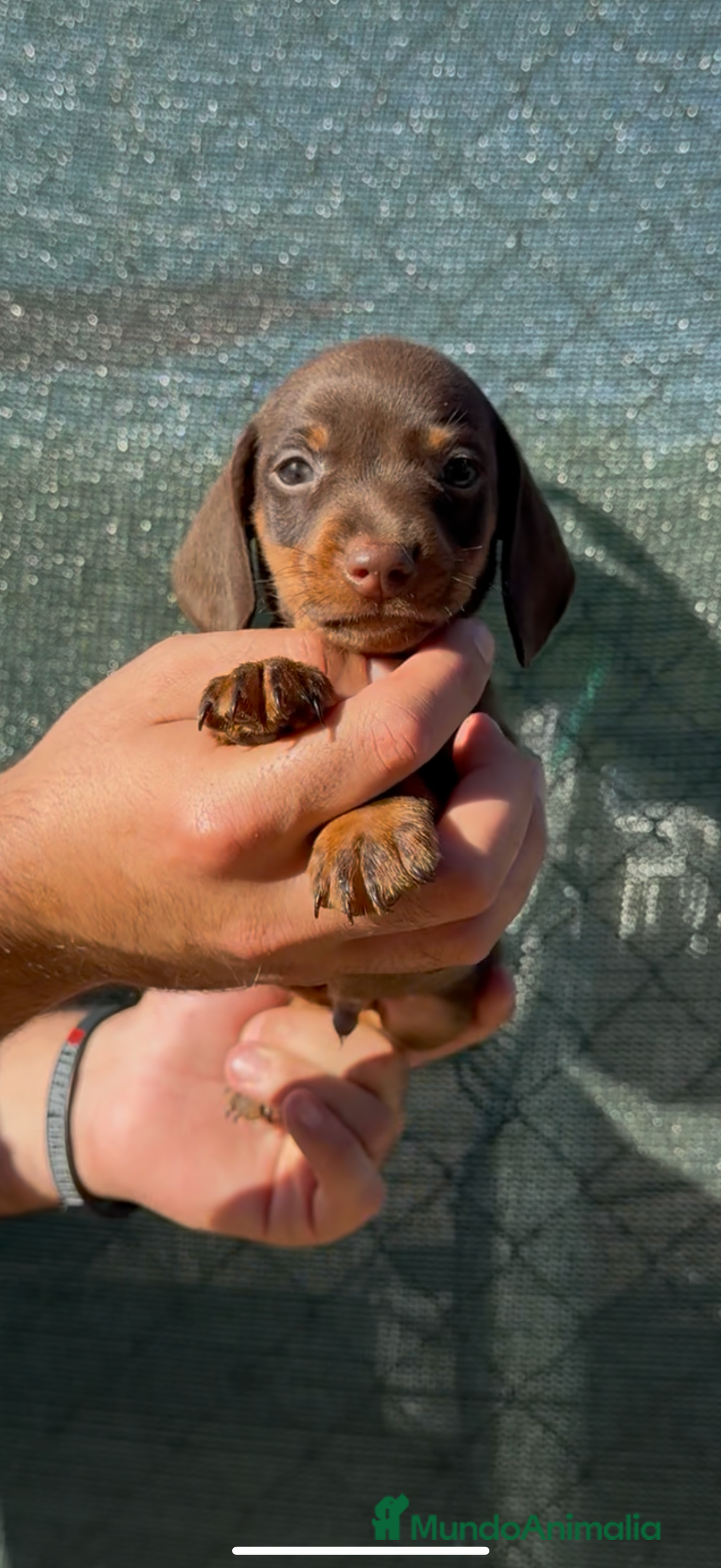 Teckel perros en venta: DULZURA DE TECKEL KANINCHEN  - Imagen 3