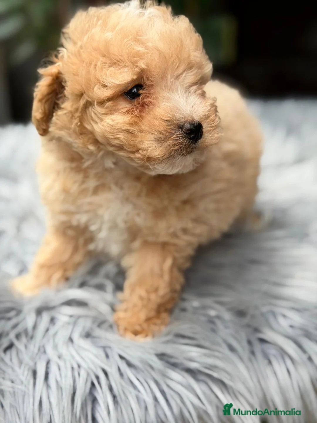 Caniche Toy perros en venta: CANICHE APRICOT - Anuncio 2