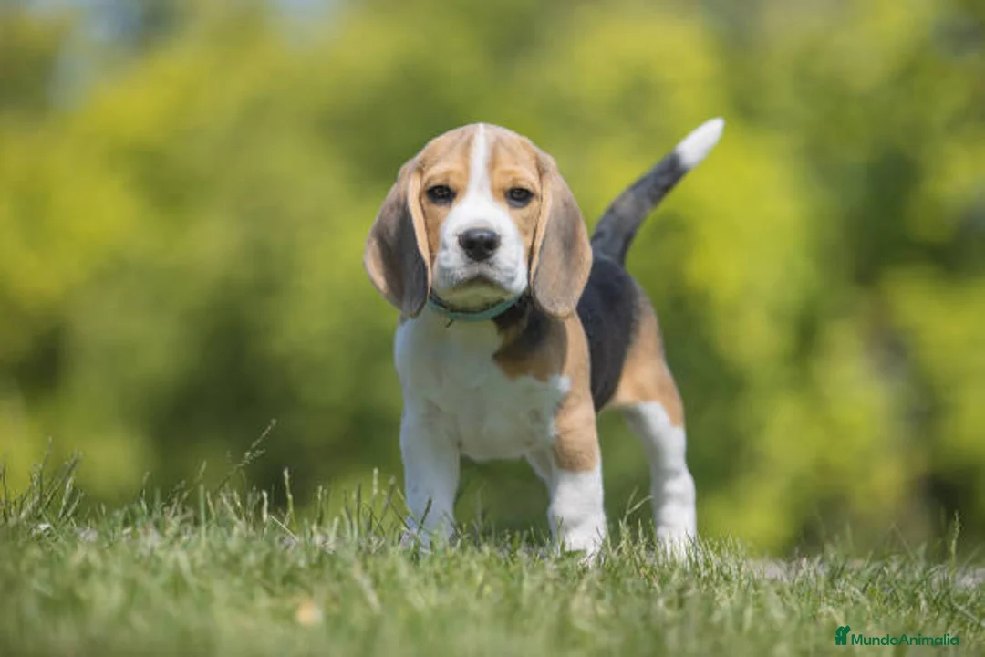 Beagle perros en venta: BEAGLES MADRID  en Ciudad Real - Anuncio 4