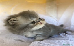 Persa gatos en venta: GATITOS PERSAS - Imagen 6