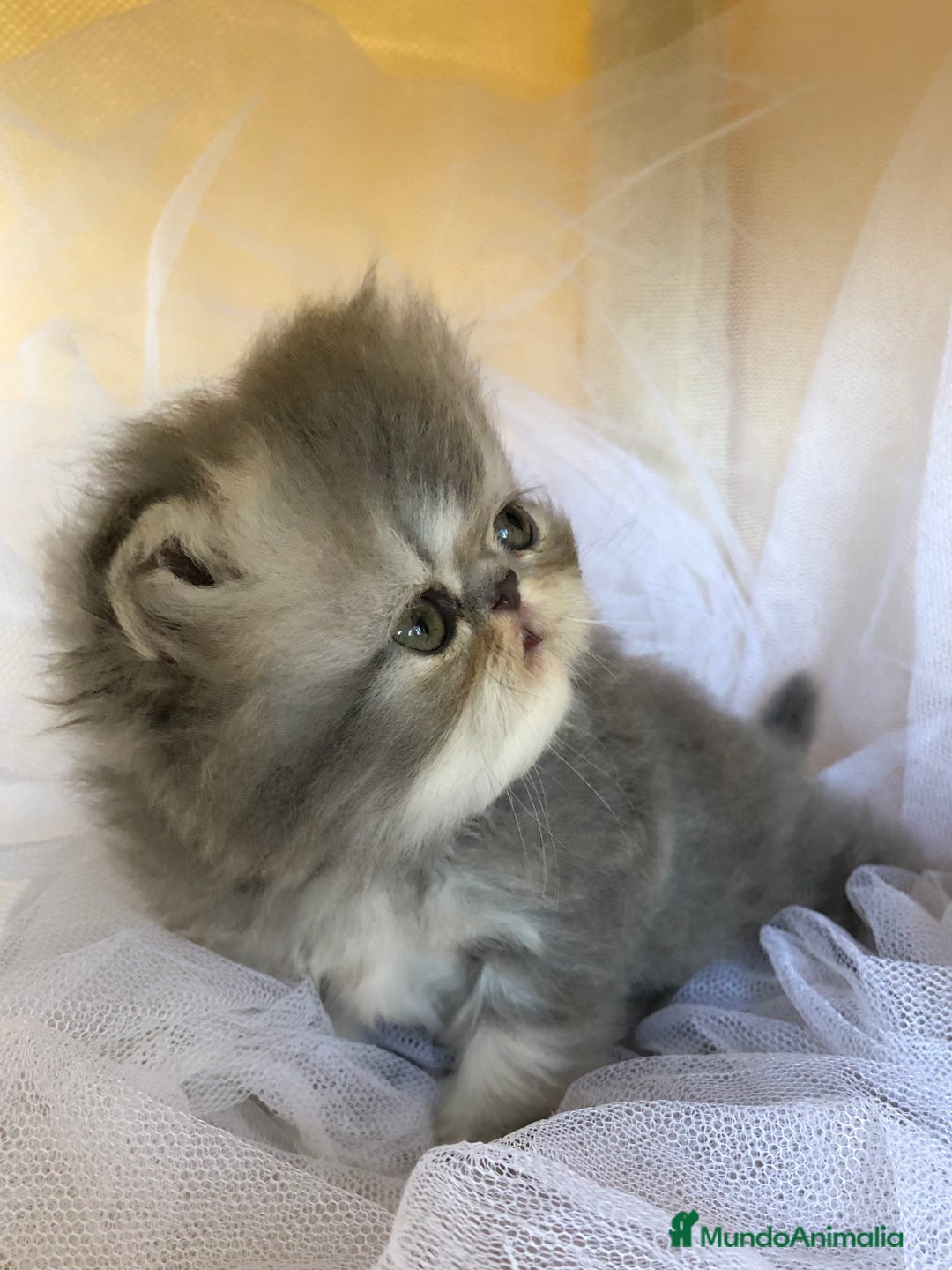 Persa gatos en venta: GATITOS PERSAS - Imagen 6
