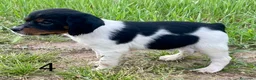 Épagneul Breton perros en venta: Epagneul bretón  - Anuncio 12