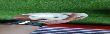 Bichón Maltés 2