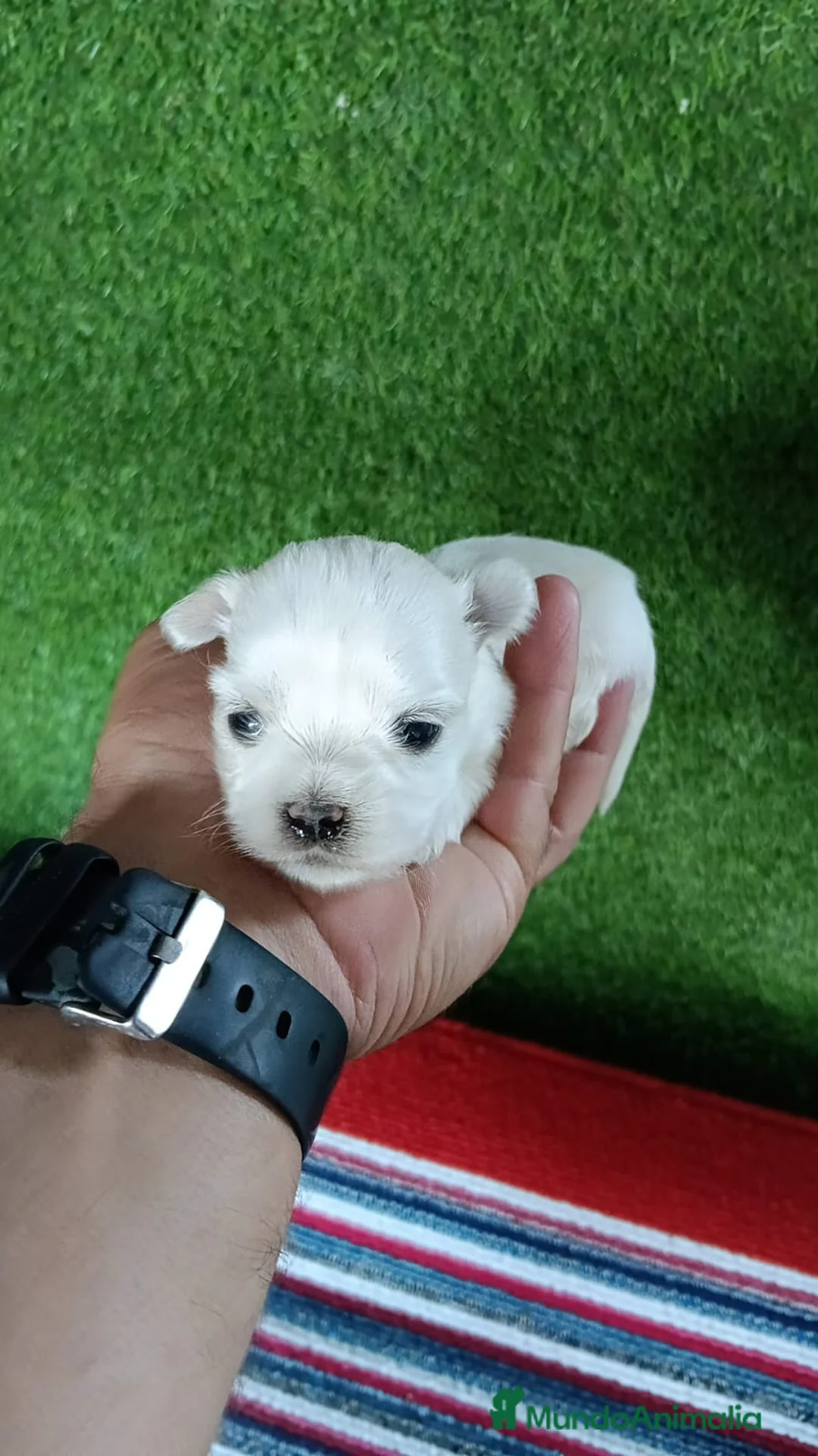 Bichón Maltés perros en venta: Camada de bichon maltés toy línea koreana  - Anuncio 2
