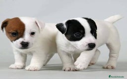 Jack Russell Terrier perros en venta: Preciosos bebes de Jack russel  - Imagen 1