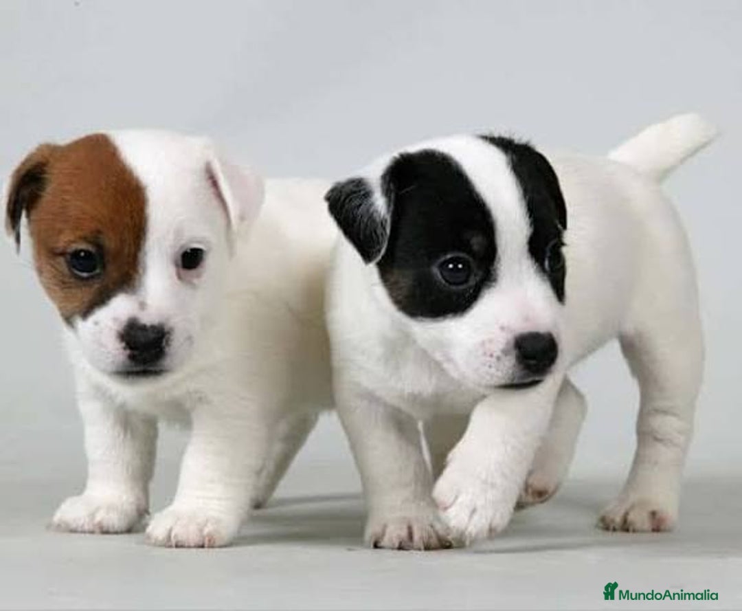 Jack Russell Terrier perros en venta: Preciosos bebes de Jack russel  - Imagen 1