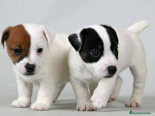 Jack Russell Terrier perros - Anuncio 1