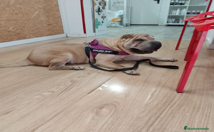 Shar Pei perros - Anuncio 1