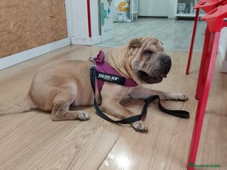 Shar Pei perros - Anuncio 1