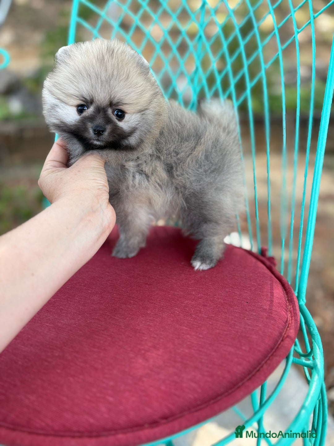 Pomerania perros en venta: Pomerania excelentes lineas  - Imagen 4