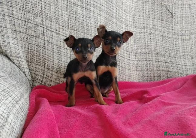 Pinscher Miniatura perros Pinscher miniatura - Anuncio 1