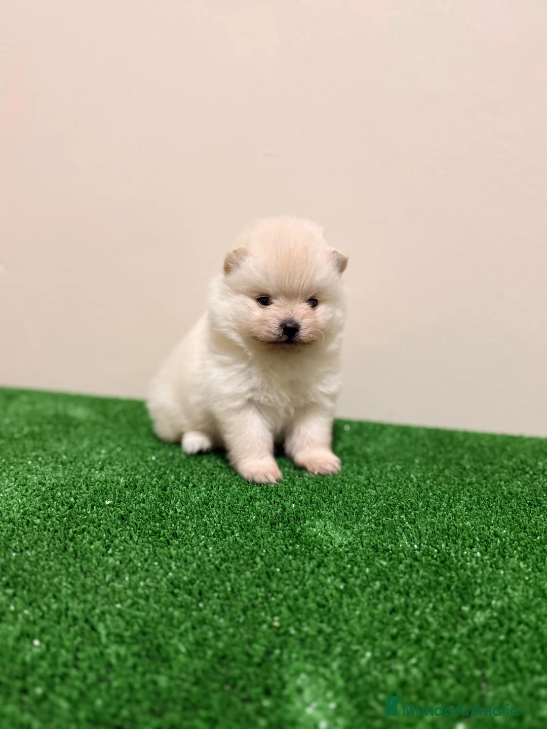 Pomerania perros en venta: Lulu de pomerania Toy Machos Ositos  - Anuncio 1