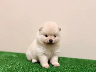 Pomerania perros Lulu de pomerania Toy Machos Ositos - Anuncio 1