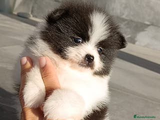 Pomerania perros Pomerania - Anuncio 27
