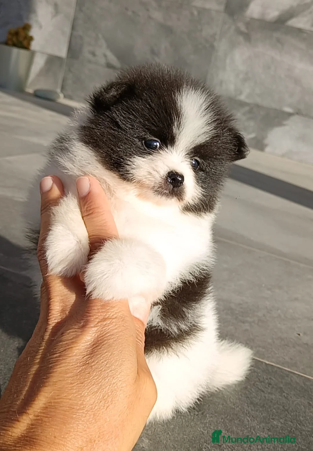 Pomerania perros en venta: Pomerania  - Anuncio 1