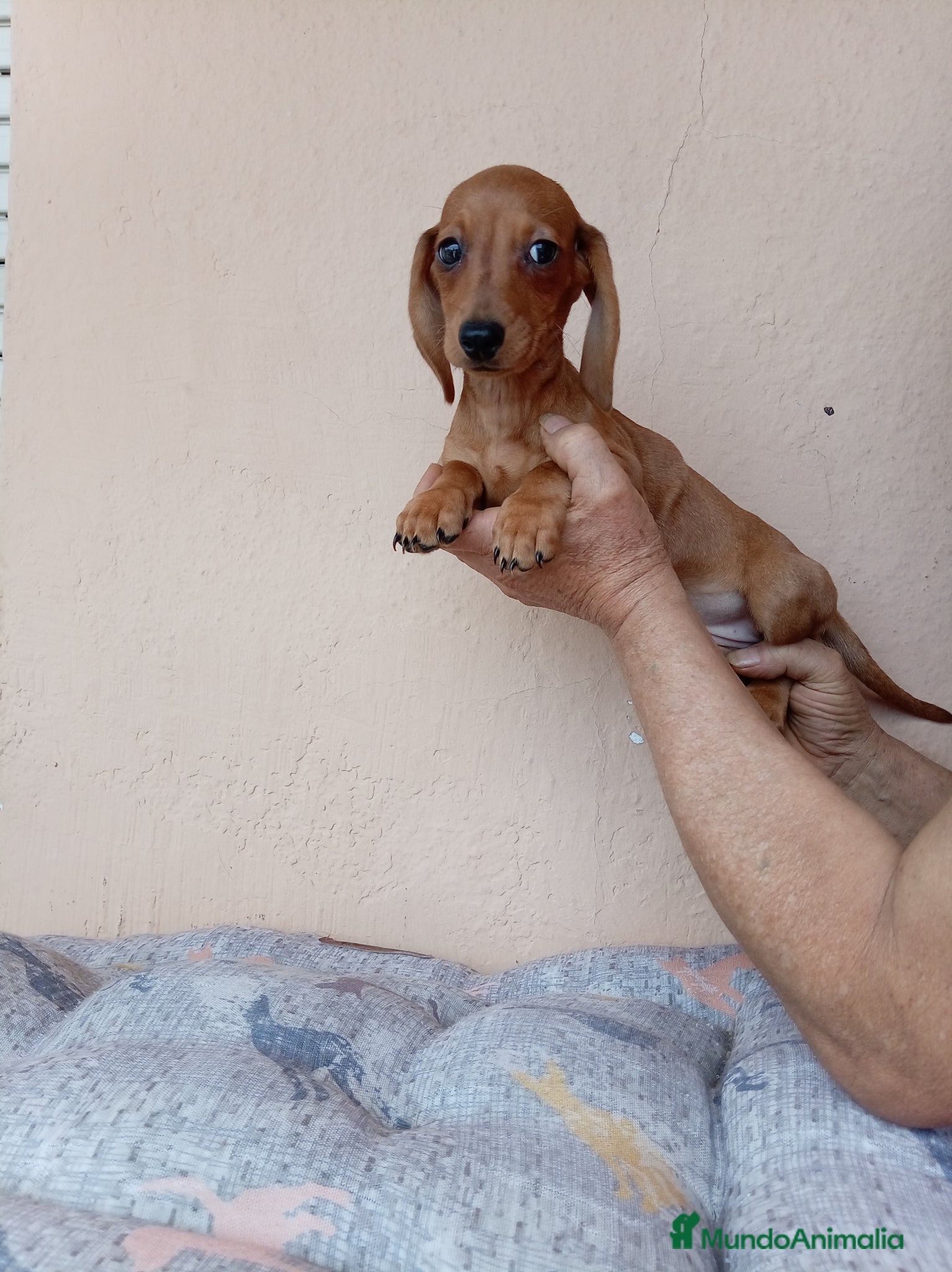 Teckel Miniatura perros Teckel mini bicolor - Anuncio 1