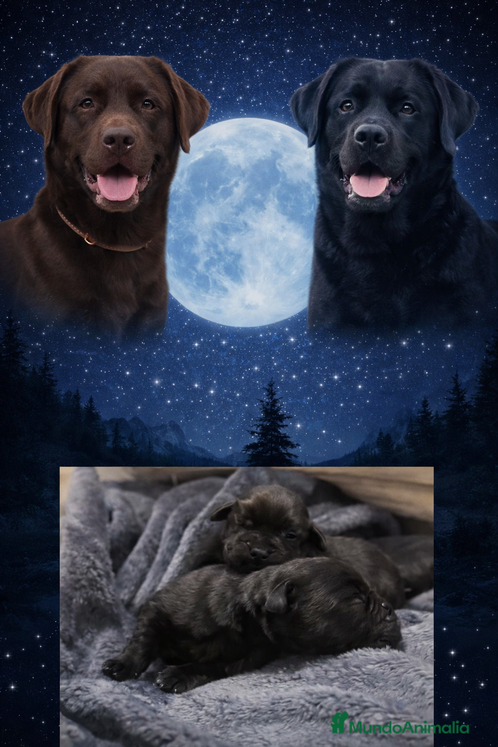 Labrador Retriever perros Cachorros de labrador 601144783   - Anuncio 4