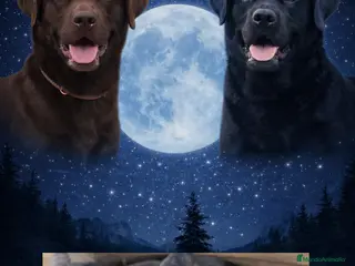 Labrador Retriever perros Cachorros de labrador 601144783 - Anuncio 4