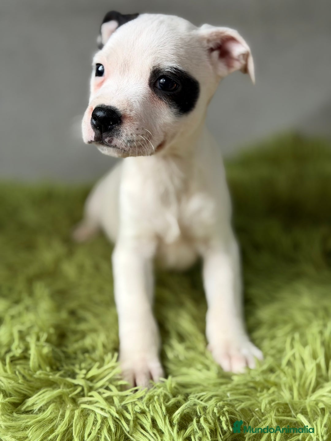 Staffordshire Bull Terrier perros en venta: Staffordshire Bull terrier  - Anuncio 4