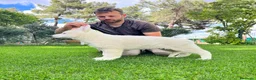 Pastor Blanco Suizo perros en venta: Pastor Blanco Suizo - Anuncio 1