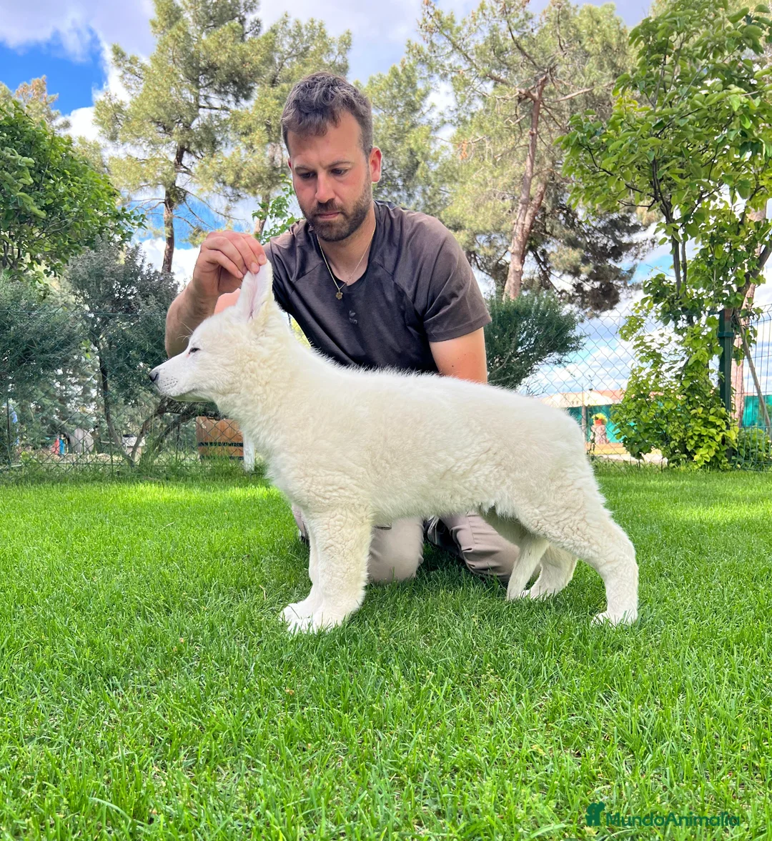 Pastor Blanco Suizo perros en venta: Pastor Blanco Suizo - Anuncio 1
