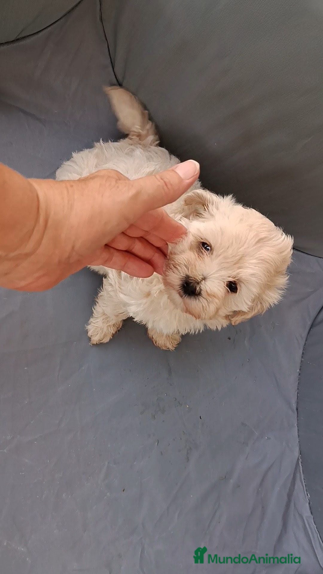 Maltipoo perros MALTIPOOS - Anuncio 7