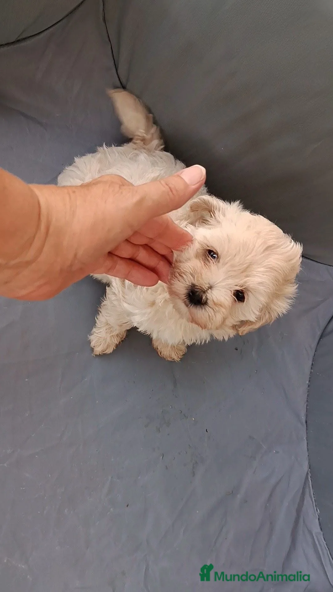 Maltipoo perros en venta: MALTIPOOS - Anuncio 2