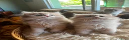 Británico de Pelo Corto gatos en venta: Camada de british longhair y shorthair golden - Anuncio 6