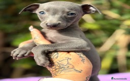 Pequeño Lebrel Italiano perros en venta: Piccolo italiano blue - Anuncio 4