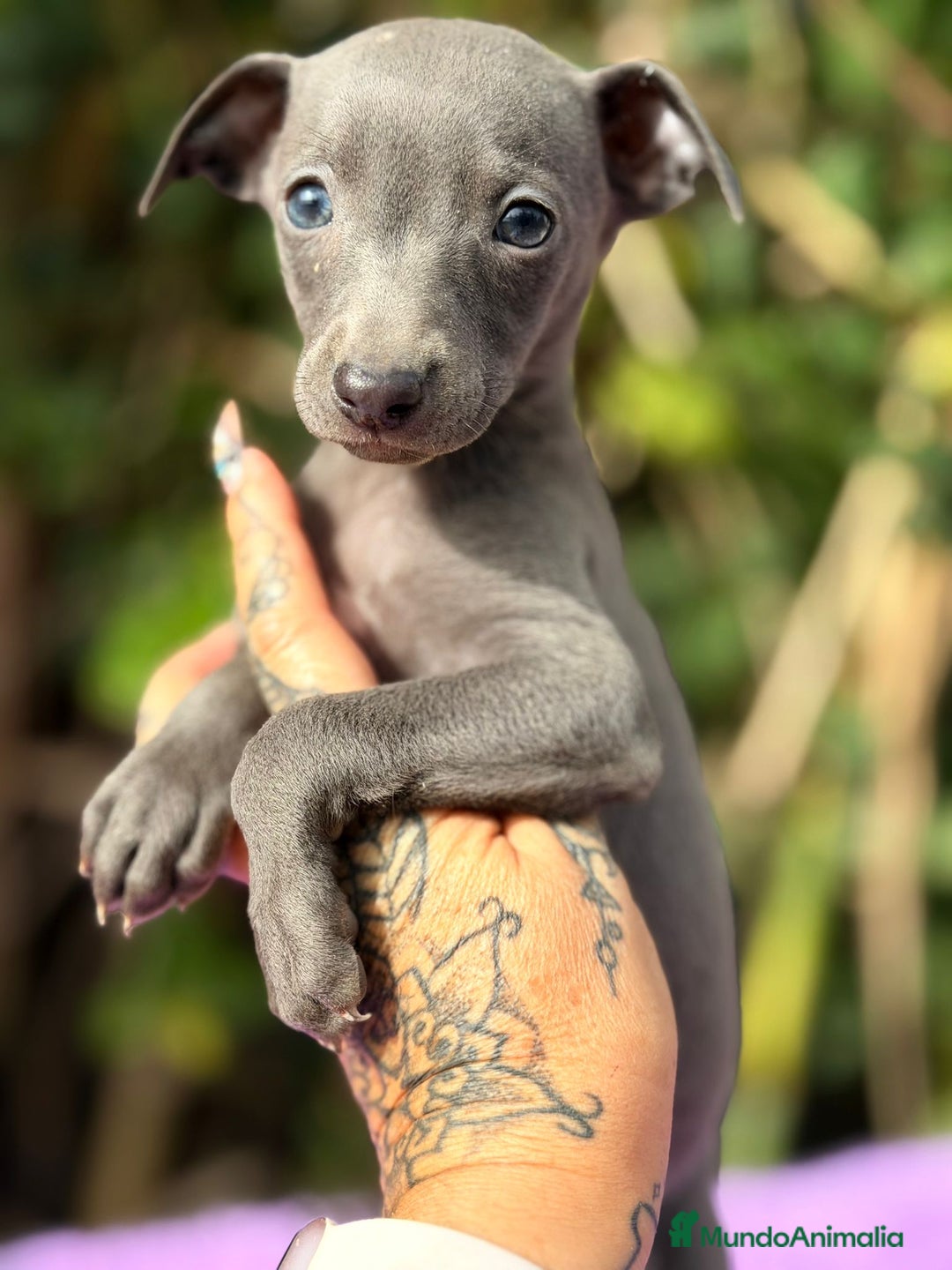 Pequeño Lebrel Italiano perros en venta: Piccolo italiano blue - Anuncio 4