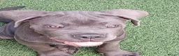 Cane Corso perros en venta: Cachorro de Cane Corso  - Anuncio 5