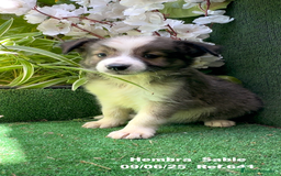 Border Collie perros en venta: BORDER COLLIE DE VILLA BIZNAGA - Imagen 6