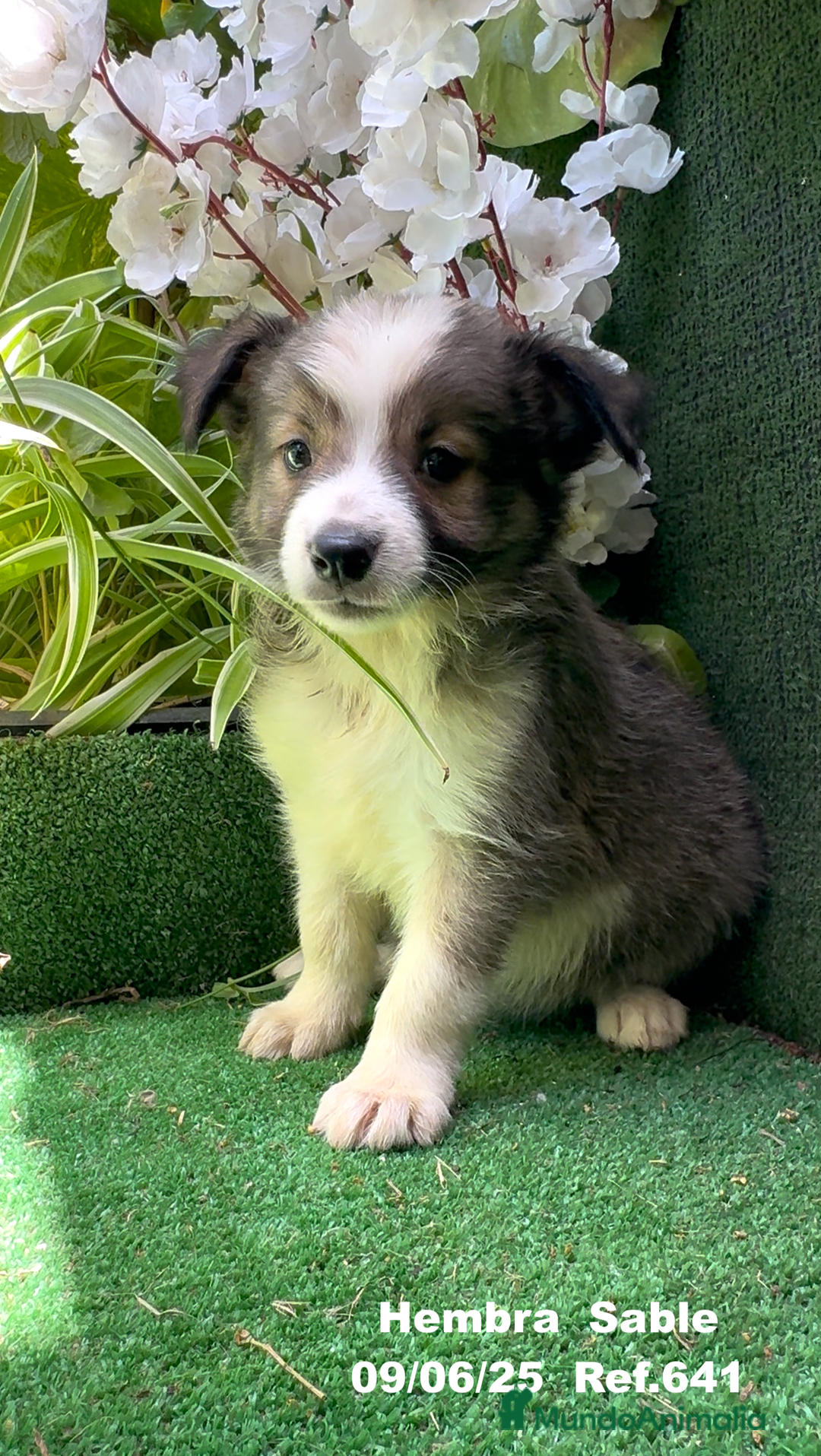 Border Collie perros en venta: BORDER COLLIE DE VILLA BIZNAGA - Imagen 6