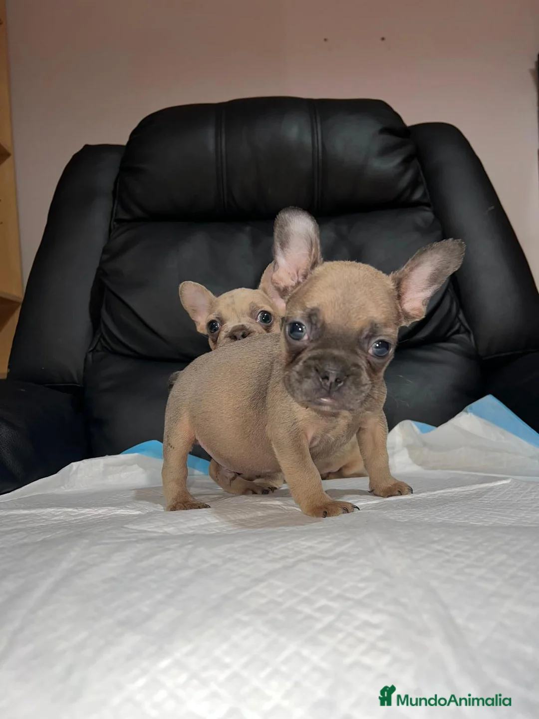 Bulldog Francés perros en venta: Bulldog francés  - Anuncio 3