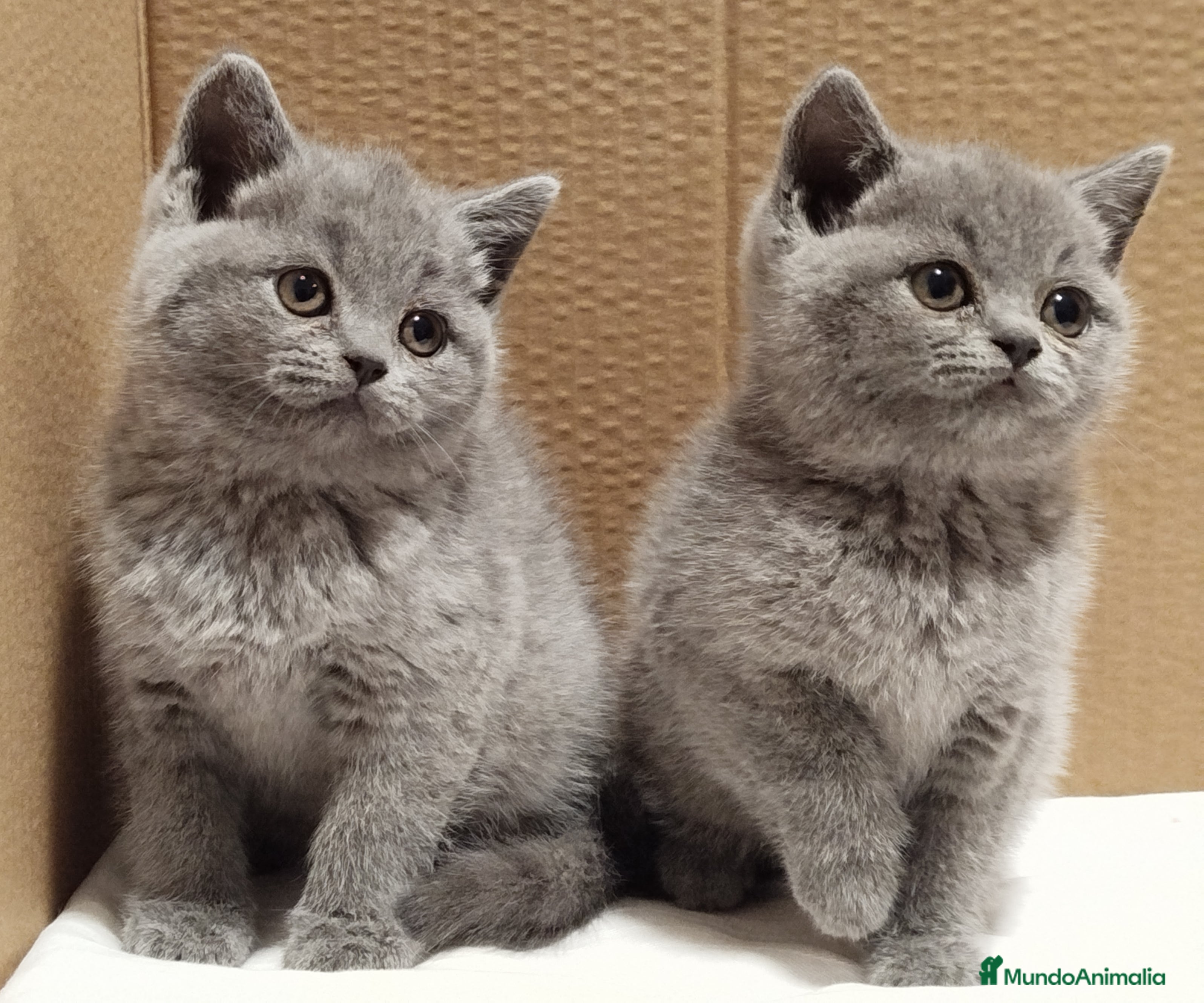 Británico de Pelo Corto gatos British Shorthair Preciosas - Anuncio 2