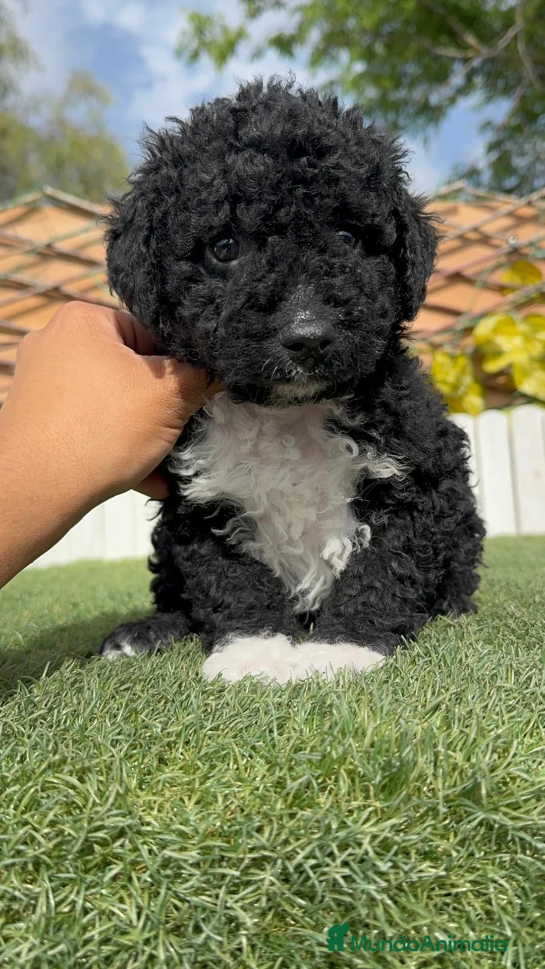 Perro de Agua Español perros en venta: PERRO DE AGUA ESPAÑOL - Anuncio 16