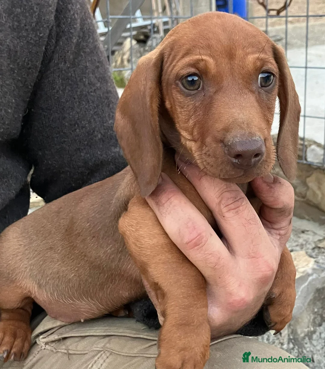 Teckel perros en venta: Teckel roja standar con loe  - Anuncio 2