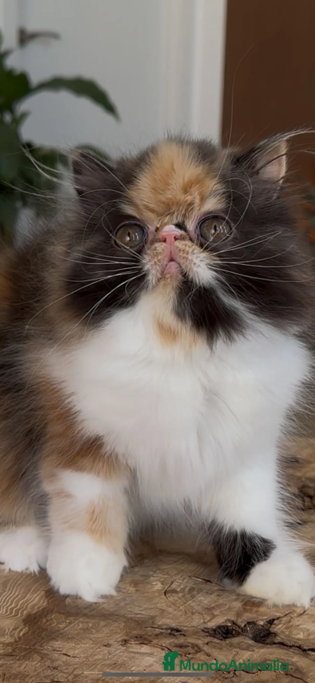 Persa gatos en venta: Persa hembra  - Anuncio 6